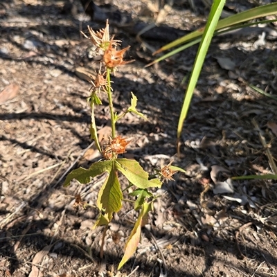 Unverified Other Wildflower or Herb at Kakadu, NT - Yesterday by Mike
