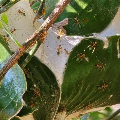 Oecophylla smaragdina at Middle Point, NT - Today by Mike