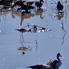 Unverified Water bird at Middle Point, NT - Yesterday by Mike