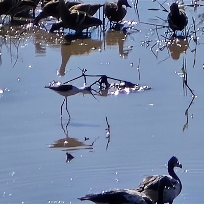 Unverified Water bird at Middle Point, NT - Yesterday by Mike