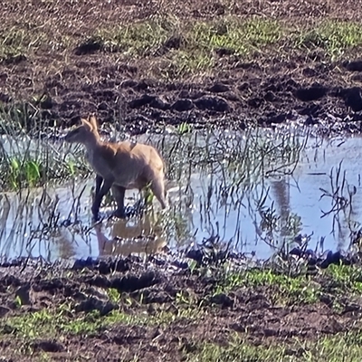 Macropus giganteus at Middle Point, NT - Today by Mike