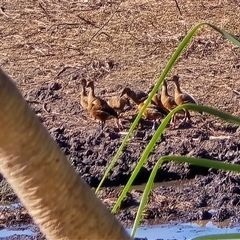Unverified Waterfowl (Duck, Goose, Swan) at Kakadu, NT - Yesterday by Mike