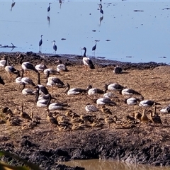 Anseranas semipalmata (Magpie Goose) at Middle Point, NT - Yesterday by Mike