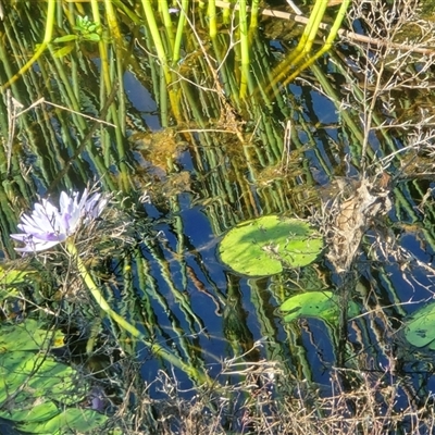 Nymphaea (genus) at Middle Point, NT - Yesterday by Mike