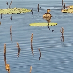 Tachybaptus novaehollandiae (Australasian Grebe) at Middle Point, NT - Yesterday by Mike