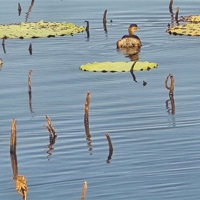 Tachybaptus novaehollandiae (Australasian Grebe) at Middle Point, NT - Yesterday by Mike