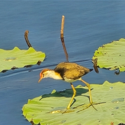 Irediparra gallinacea (Comb-crested Jacana) at Middle Point, NT - Yesterday by Mike