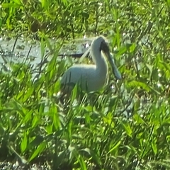 Platalea regia (Royal Spoonbill) at Middle Point, NT - Yesterday by Mike