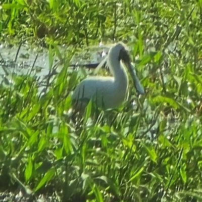 Platalea regia (Royal Spoonbill) at Middle Point, NT - Yesterday by Mike