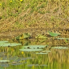 Crocodylus porosus at Middle Point, NT - Yesterday by Mike