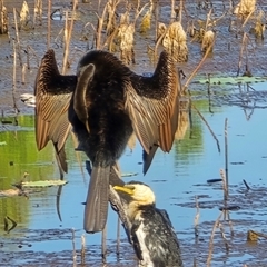 Anhinga novaehollandiae (Australasian Darter) at Middle Point, NT - Yesterday by Mike