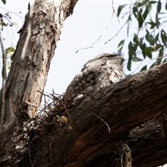 Podargus strigoides (Tawny Frogmouth) at Acton, ACT - 4 Nov 2018 by AlisonMilton