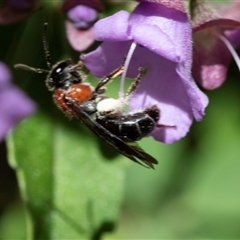 Unverified Bee (Hymenoptera, Apiformes) at Acton, ACT - 4 Nov 2018 by AlisonMilton