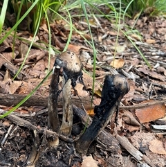Coprinopsis sp. at Acton, ACT - Yesterday by Dora