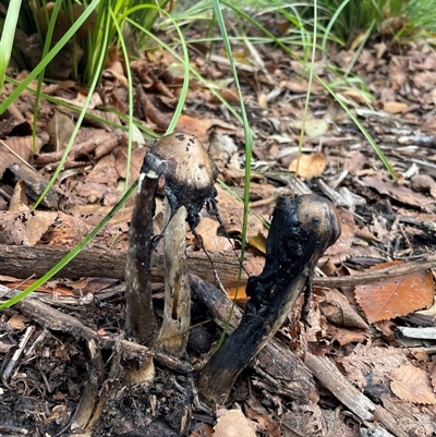 Coprinopsis sp. at Acton, ACT - Yesterday by Dora