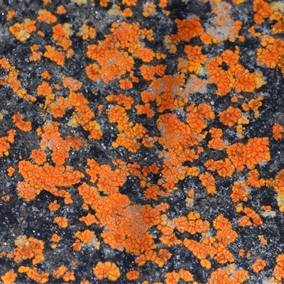 Caloplaca sp. at Acton, ACT - 22 Jun 2025 by TimL