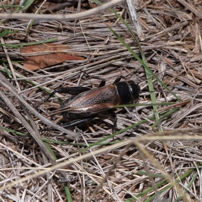 Teleogryllus commodus at Throsby, ACT - 15 May 2025 by TimL