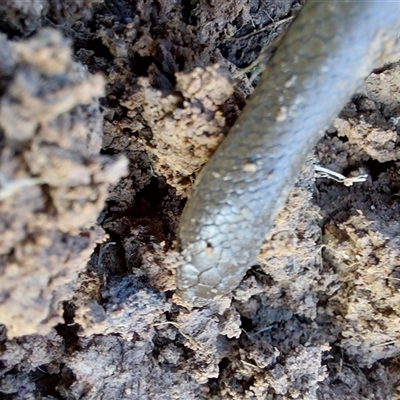 Delma inornata (Olive Legless-lizard) at Walla Walla, NSW - 9 Jul 2025 by RobCook