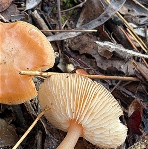 Unverified Fungus at Taylor, ACT - Yesterday by LeahColebrook