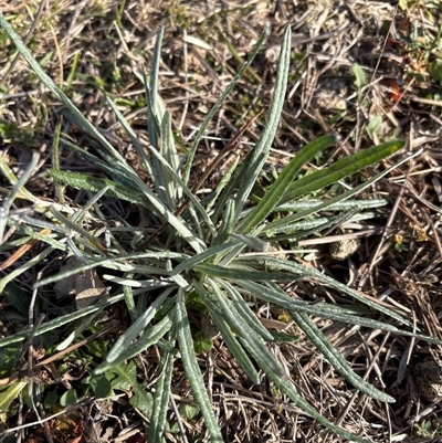 Senecio quadridentatus (Cotton Fireweed) at Whitlam, ACT - Today by LeahColebrook