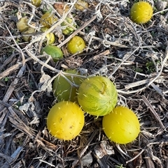 Cucumis myriocarpus (Prickly Paddy Melon) at Whitlam, ACT - Today by LeahColebrook