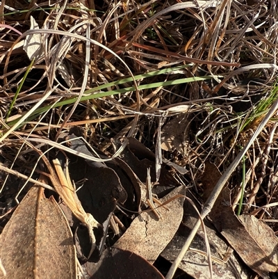 Keyacris scurra (Key's Matchstick Grasshopper) at Forde, ACT - Today by leith7