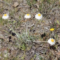 Leucochrysum albicans subsp. tricolor at Kowen, ACT - 26 Oct 2024 by MichaelBedingfield