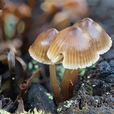 Mycena subgalericulata at Kambah, ACT - 7 Jul 2025 by Steven999
