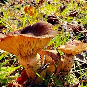 Tricholomopis rutilans complex by GlossyGal