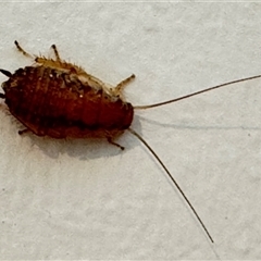 Unverified Cockroach (Blattodea, several families) by GlossyGal