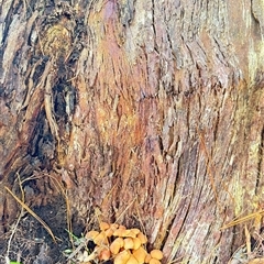 Flammulina velutipes by GlossyGal