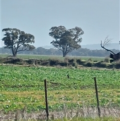 Petroica phoenicea at Walla Walla, NSW - Yesterday by RobCook