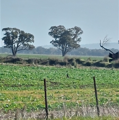 Petroica phoenicea at Walla Walla, NSW - Yesterday by RobCook