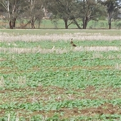 Tadorna tadornoides at Walla Walla, NSW - 9 Jul 2025 by RobCook