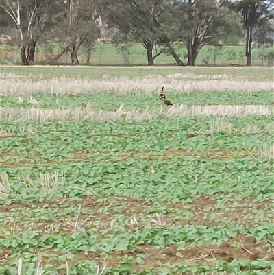 Tadorna tadornoides at Walla Walla, NSW - 9 Jul 2025 by RobCook