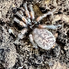 Stanwellia sp. (genus) (Trapdoor Spider) at Emerald, VIC - 5 Jul 2025 by GlossyGal
