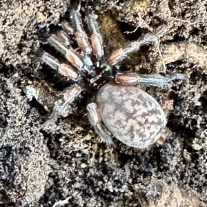 Stanwellia sp. (genus) (Trapdoor Spider) at Emerald, VIC - 5 Jul 2025 by GlossyGal