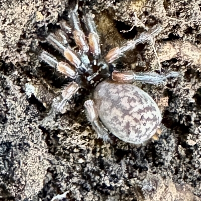 Stanwellia sp. (genus) (Trapdoor Spider) at Emerald, VIC - 5 Jul 2025 by GlossyGal