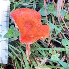 Leratiomyces ceres (Red Woodchip Fungus) at Emerald, VIC - 5 Jul 2025 by GlossyGal