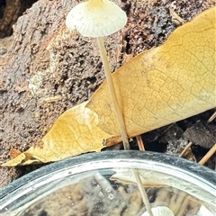 Conocybe sp. by GlossyGal