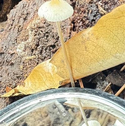 Conocybe sp. by GlossyGal