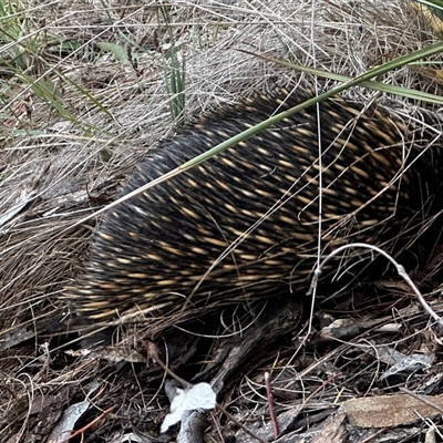 Tachyglossus aculeatus at Watson, ACT - 11 Jun 2025 by MargD