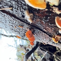 Crepidotus sp. at Olinda, VIC - 28 Jun 2025 by GlossyGal