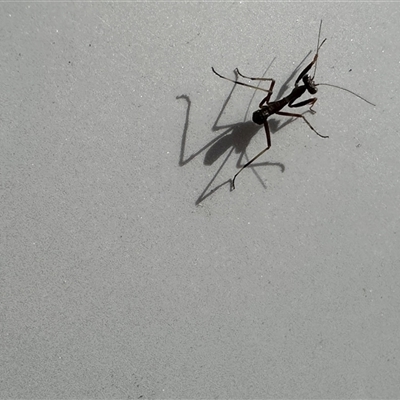 Unverified Praying mantis (Mantodea) at Campbell, ACT - 22 Oct 2024 by MargD