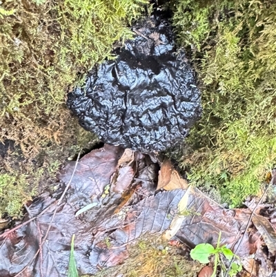 Unverified Fungus at Olinda, VIC - 28 Jun 2025 by GlossyGal