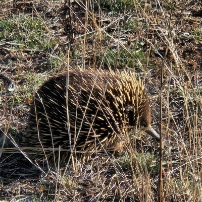 Tachyglossus aculeatus (Short-beaked Echidna) at Molonglo, ACT - 7 Jul 2025 by Wolfdogg