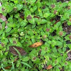 Unverified Plant at Watagan, NSW - 24 Mar 2025 by QuentinShaw