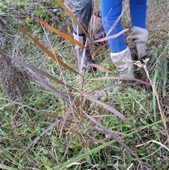 Unverified Plant at Cobark, NSW - Today by HughCraig9