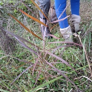 Unverified Plant at Cobark, NSW - Today by HughCraig9