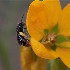 Lasioglossum (Chilalictus) sp. (genus & subgenus) at Acton, ACT - 5 Nov 2018 by AlisonMilton